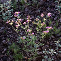 Acleisanthes chenopodioides