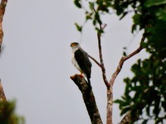 Accipiter poliogaster
