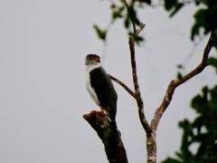 Accipiter poliogaster