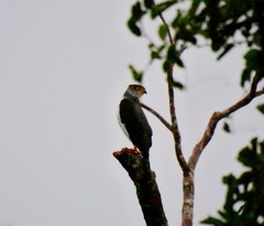 Accipiter poliogaster