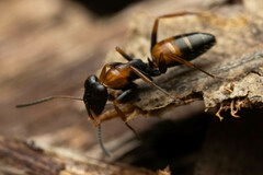 Opisthopsis picta