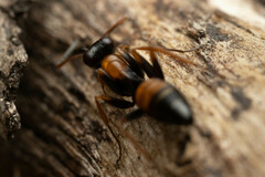 Opisthopsis picta
