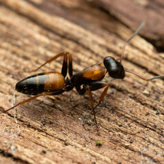 Opisthopsis picta