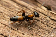 Opisthopsis picta