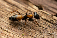 Opisthopsis picta