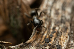 Anonychomyrma nitidiceps