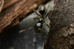 Anonychomyrma nitidiceps