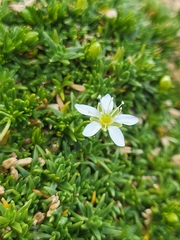 Moehringia ciliata