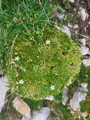 Moehringia ciliata