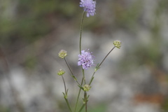 Scabiosa canescens