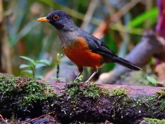 Turdus fulviventris