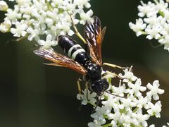Tenthredo bifasciata violacea