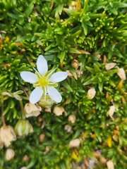 Moehringia ciliata