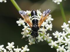 Tenthredo bifasciata violacea
