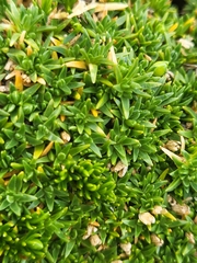 Moehringia ciliata