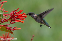 Archilochus colubris