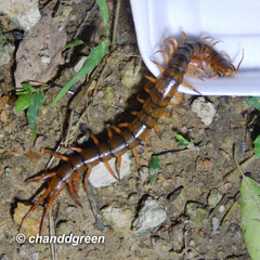 Scolopendra dehaani