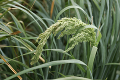 Poa foliosa