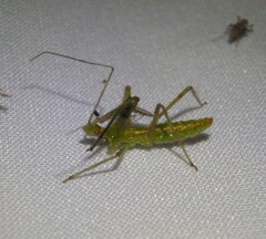 Zelus luridus