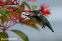 Archilochus colubris