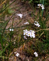 Dontostemon integrifolius