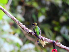Heliodoxa leadbeateri