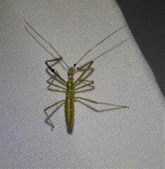 Zelus luridus