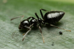 Technomyrmex sophiae