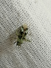 Phytocoris tiliae