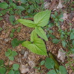 Typhonium trilobatum