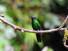 Heliodoxa leadbeateri