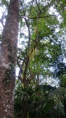 Parmentiera cereifera