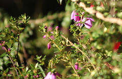 Tetratheca bauerifolia