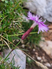 Dianthus sternbergii