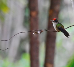 Anthocephala berlepschi