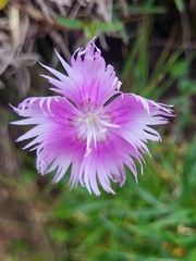 Dianthus sternbergii