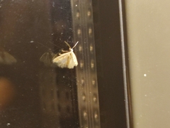 Stegania trimaculata