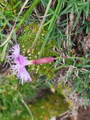Dianthus sternbergii