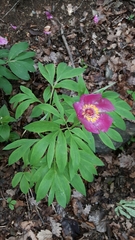 Paeonia officinalis