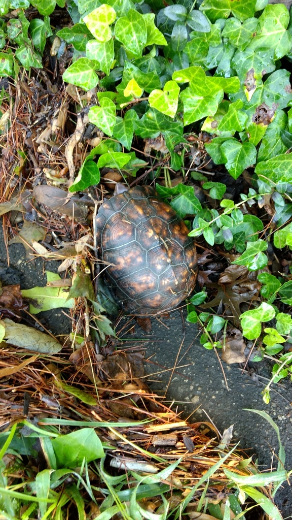 Common Box Turtle in August 2022 by Barbara Patoka · iNaturalist