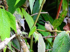 Anthocephala berlepschi