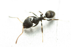 Ochetellus punctatissimus