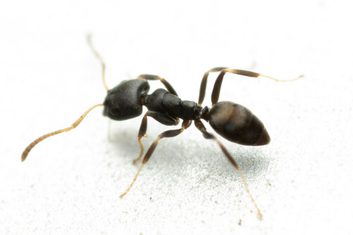 Ochetellus punctatissimusOchetellus punctatissimus