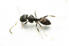 Ochetellus punctatissimus