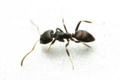 Ochetellus punctatissimus