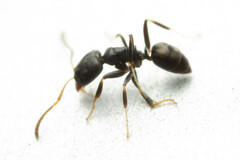 Ochetellus punctatissimus