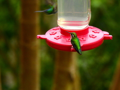 Chlorostilbon gibsoni