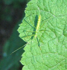 Zelus luridus