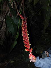 Heliconia abaloi