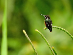 Chaetocercus heliodor